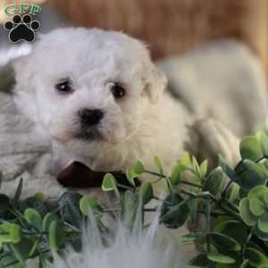 Tiny-Nicolas, Bichon Frise Puppy